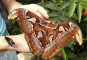 Метелик Attacus atlas